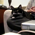 Comment Réagit un Chat devant un Reportage Animalier ?