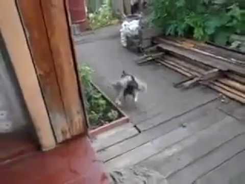 Dresser son Chien à Faire Rentrer le Chat !