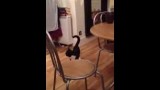 Vous ne Devinerez Jamais ce que va Faire ce Chat !