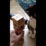 Un Chat joue au Jenga !