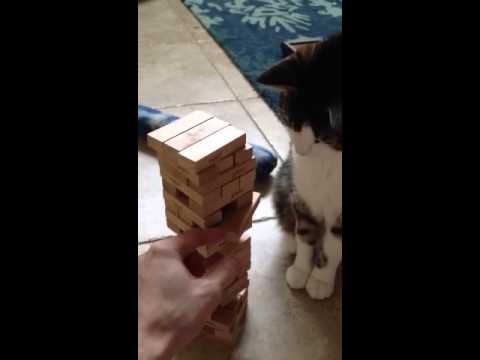 Un Chat joue au Jenga !