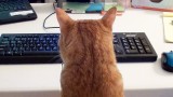 Travailler avec un Chat….