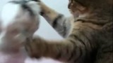 Un Combat de Chien et de Chat ! (marrant)
