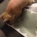 Un Chat se Fait avoir par une Illusion d’Optique !