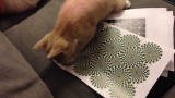 Un Chat se Fait avoir par une Illusion d’Optique !