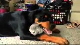 Un Rottweiler et un chat s’adorent !