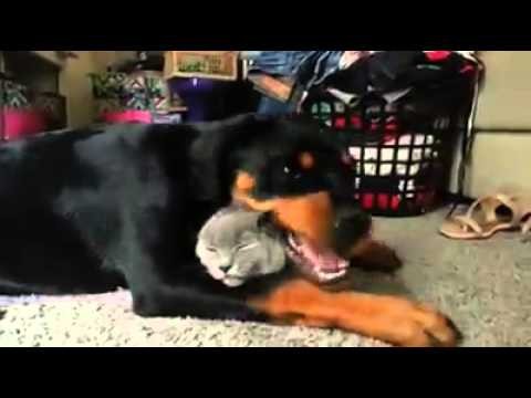 Un Rottweiler et un chat s’adorent !