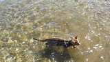 Un Chat Nage dans la Mer !