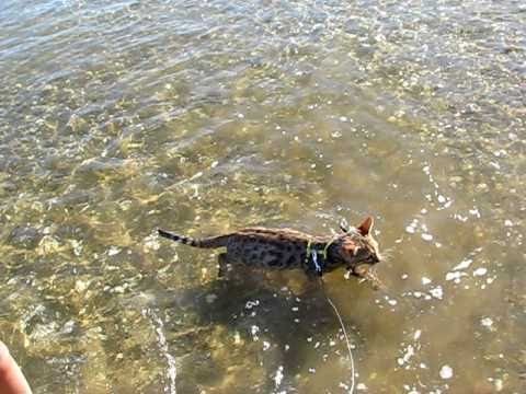 Un Chat Nage dans la Mer !