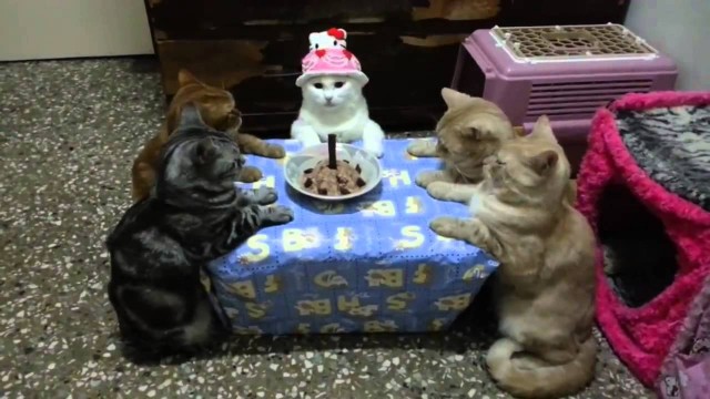 Un Chat fête son Anniversaire avec Style