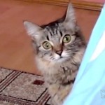Ce Chat a une Idée en tête… et ça pas être sympa