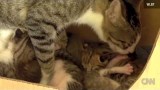 Une Maman Chat Adopte un Écureuil et lui Apprend à Ronronner !