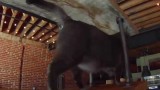 Un Bijou pour Chat un peu Spécial :P