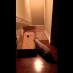 Des Chats Glissent dans une Boîte en Carton :)))