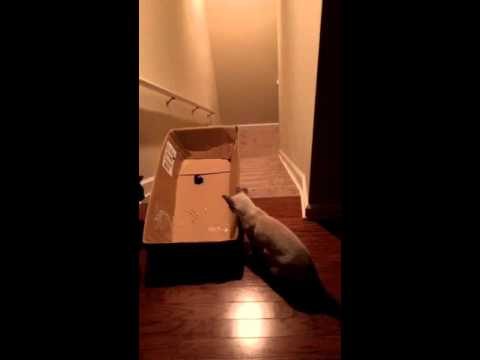 Des Chats Glissent dans une Boîte en Carton :)))