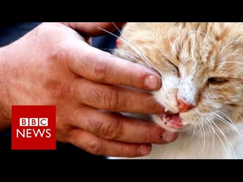 L’Homme aux Chats d’Alep