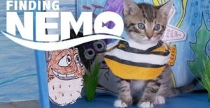 Un remake de Nemo avec des chatons !