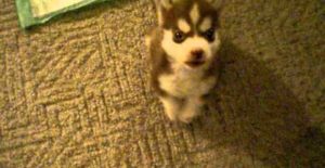 Un petit chien Husky aboie