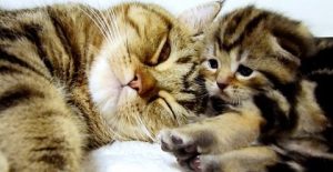Un maman chat parle à ses chatons. Trop mignon