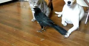 Un Corbeau nourrit un Chat et un Chien