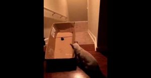Des Chats Glissent dans une Boîte en Carton :)))