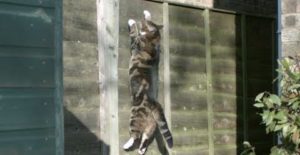 Le saut d'un chat au ralenti