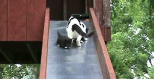 Des chatons glissent sur un tobbogan