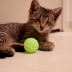Oskar le chat aveugle et son premier jouet