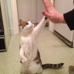 Un chat fait un high five !