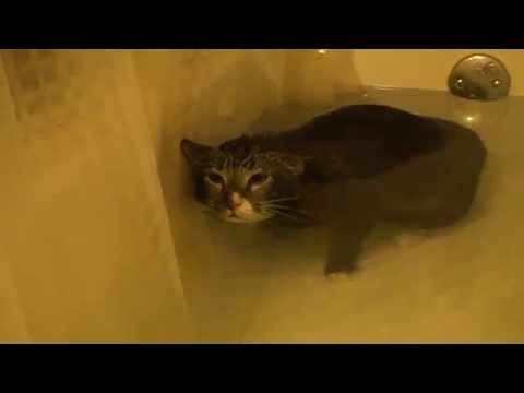 Un chat miaule dans une baignoire