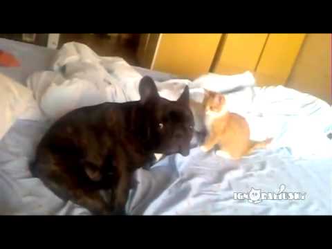 Un chaton saute sur le dos un chien en traître !