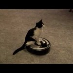 Un chat se laisse porter par un robot aspirateur