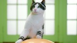 Des chats font de la gym dans le clip d’Alex Gaudino