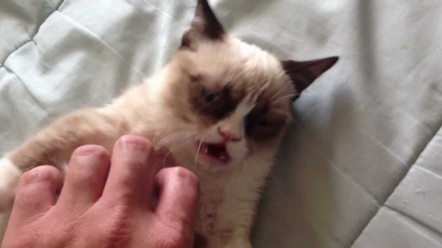 Grumpy cat : le chat pas content !