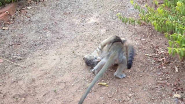 Un chaton joue avec un bébé singe