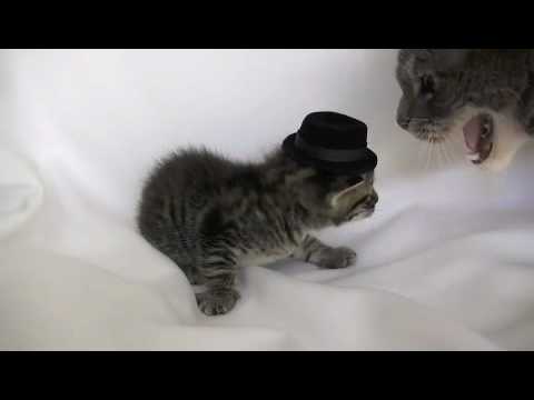 Un chaton avec un chapeau se prend une claque par maman chat !