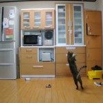 Un chat gardien de but ! 