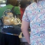 Un chat dans un sac à dos transparent