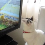 Un chat essaye d’attraper les oiseaux à la télévision