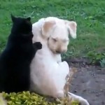 Un chat fait un massage à un chien