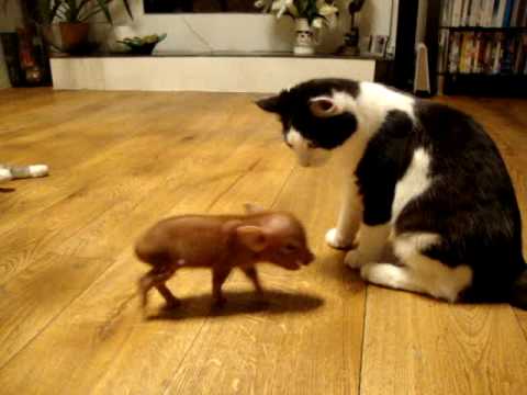 Quand deux chats rencontrent un bébé cochon