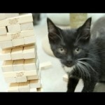 Des chatons jouent au Jenga !