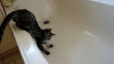 Un chat tombe dans la baignoire et glisse