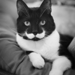 Un chat à moustache (hipster style)