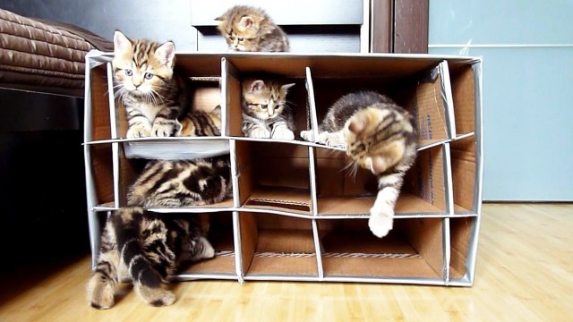 Des chats mignons explorent une maison en carton