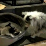 Des chats qui volent le panier de chiens