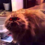 Un chat qui fait peur