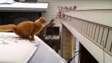 Waffles le chat glisse sur la neige et tombe
