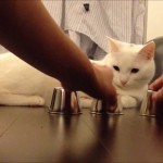 Kido le chat joue au bento, le jeu des gobelets, et gagne