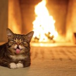 Bub le chat dort près de la cheminée